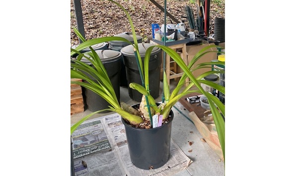 Big image cym. ison s wild thing  bronze fantasy plant 