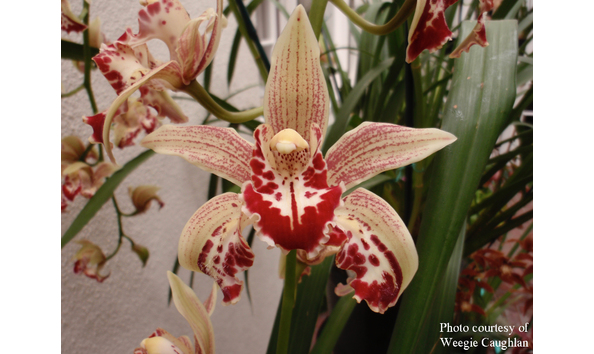 Big image cym. ison s wild thing  leta  jc aoscowc