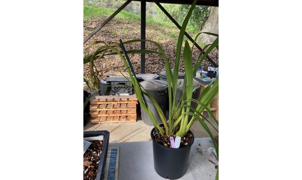 Big image cym. ison s wild thing  leta  jc aosplant