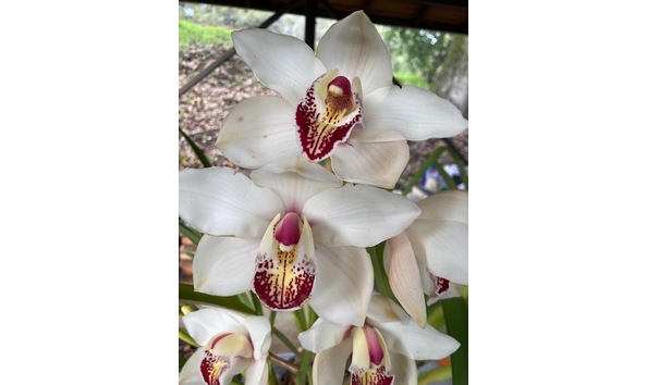 Big image cym.  joan s charisma x darch classic   loyola  flower  2