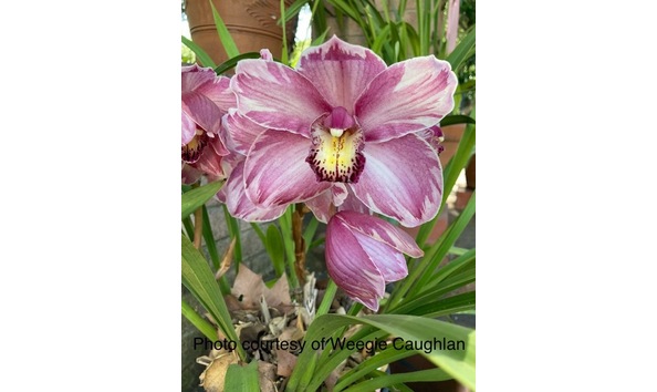 Big image cym.  via fair vista x robert rowe  ruby splash cowc