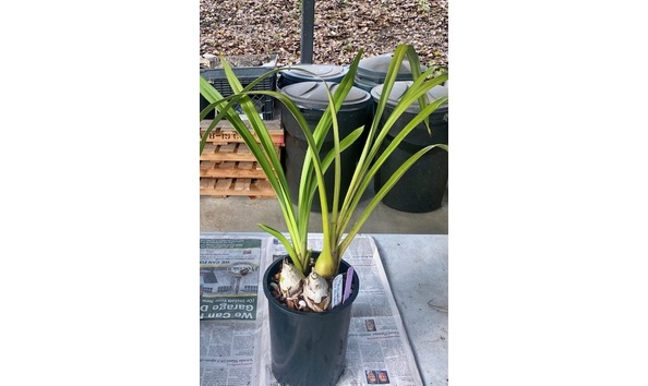 Big image cym.  via fair vista x robert rowe   ruby splash plant