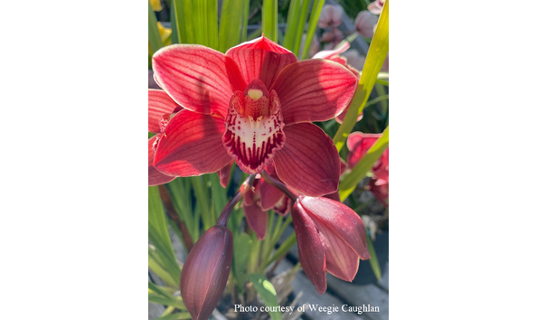 Big image cym. yamanishi fire x dorothy rowe   loyola  lb1083  1courtesyofwc