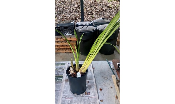 Big image cym.  yamanashi fire x dorothy rowe   loyola  plant