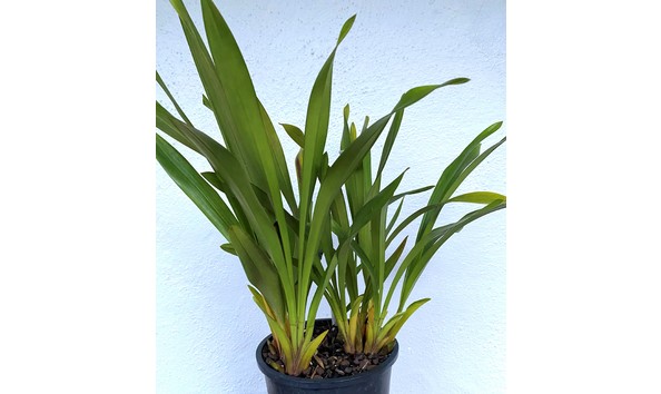 Big image cym. kalimpong  isis  wild silk x devonianum    img 8648plant