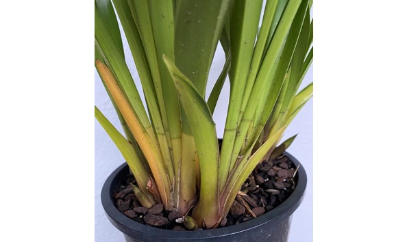 Big image cym. kalimpong  isis  wild silk x devonianum    img 8649plant2