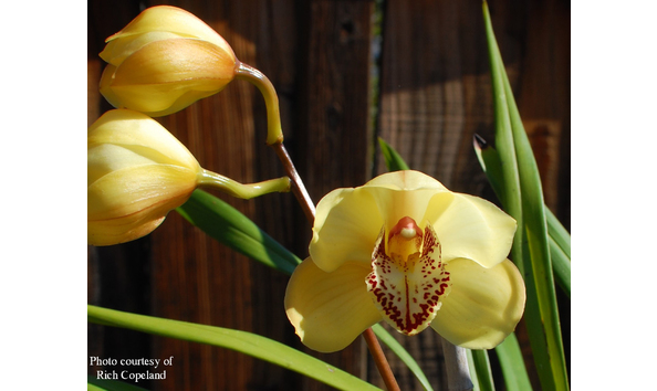 Big image cym.  purelove x via martranquila dsc 2648corac