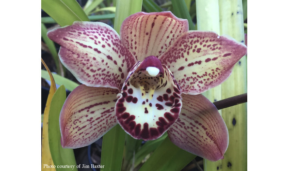 Big image cym. dosido  freckle face   red beauty carmen 4n x applejack solana beachcojb