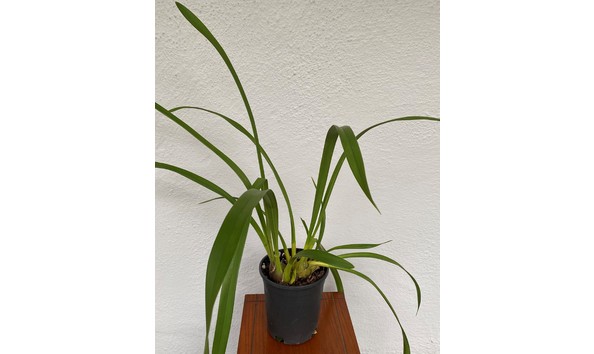 Big image cym. dosido  freckle face   red beauty    carmen 4n x applejack    solana beach     img 8623plant