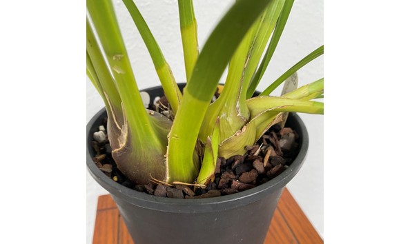 Big image cym. dosido  freckle face   red beauty    carmen 4n x applejack    solana beach    img 8624plant