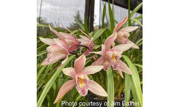 Big image cym. easy street  peter pan x mastersii  pic 1cojb