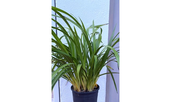 Big image cym. easy street  peter pan x mastersii  img 8655plant