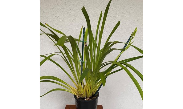 Big image cym. egret    ireland   s    gottianum x pauwelsii  img 8634plant