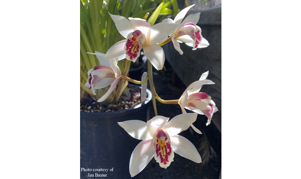 Big image cym. gladys whitesell  contrast   fifi x parishii cojb