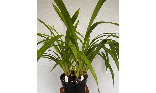 Big image cym. gladys whitesell  contrast     fifi x parishii  img 8636plant0