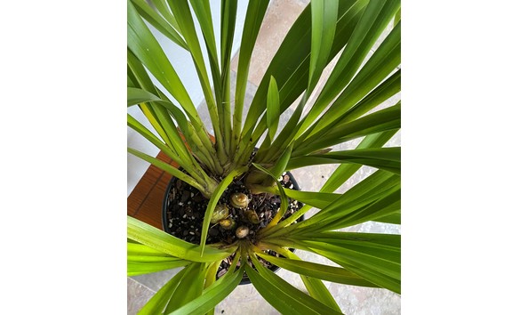 Big image cym. gladys whitesell  contrast     fifi x parishii  i img 8637plant