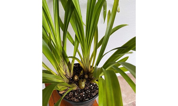 Big image cym. gladys whitesell  contrast     fifi x parishii  i img 8638plant