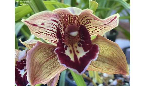 Big image cym. hot tamale  robin  freckles  2n x pinata  san bar spots   pic 1cojb