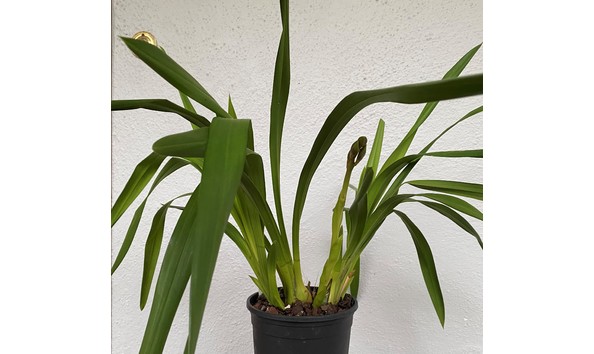 Big image cym. hot tamale  robin  freckles  2n x pinata  san bar spots     img 8639plant