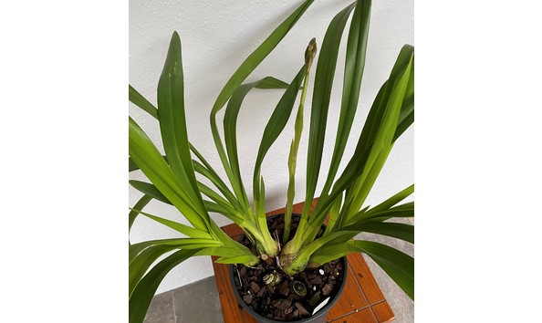 Big image cym. hot tamale  robin  freckles  2n x pinata  san bar spots     img 8640plant2