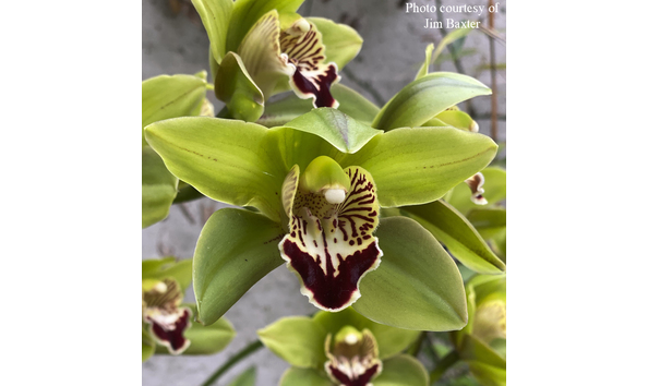 Big image cym. nila  greengold  4n  esmeralda x irina cojb