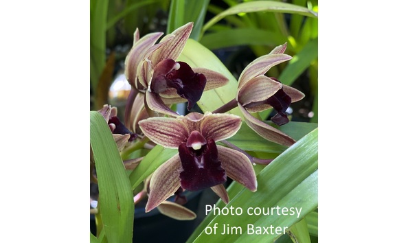 Big image cym. persuasive miss  black eye   karikhyber x miss muffet  10678 cojimb