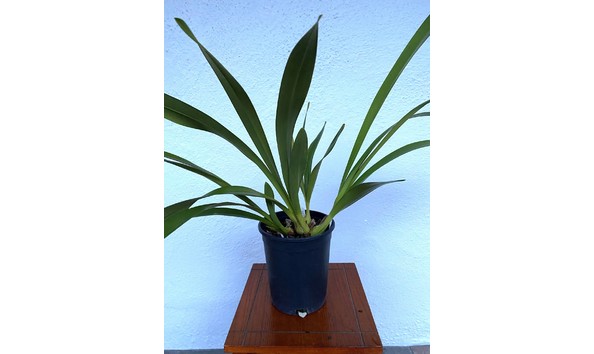 Big image cym. persuasive miss    black eye     karikhyber x miss muffet  img 8653plant1