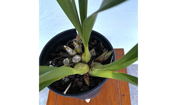 Big image cym. persuasive miss black eye  karikhyber x miss muffet  img 8654plant2