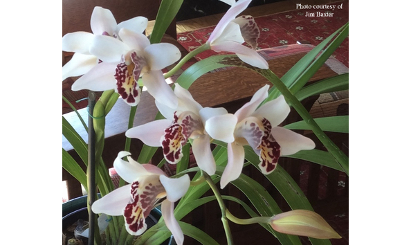 Big image cym. sanderae  parishii var. sanderae   emma menninger  croppedcojb