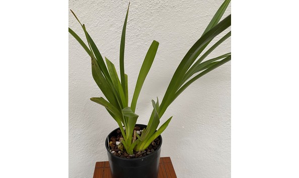 Big image cym. sanderae parishii var. sanderae   emma menninger  4n  img 8630plant