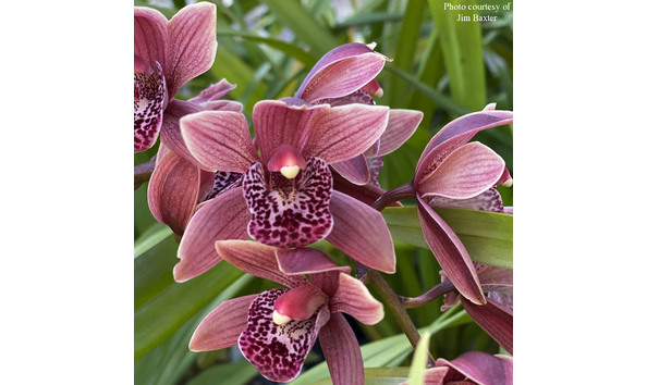 Big image cym. vogelsang   eastbourne  4n  devonianum x insigne  pic 1cojb