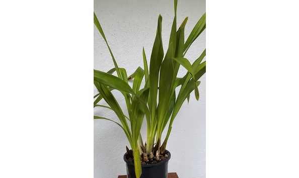 Big image cym. vogelsang   eastbourne  4n  devonianum x insigne  img 8641plant