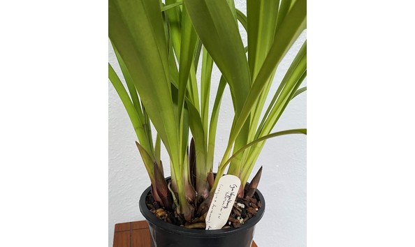 Big image cym. vogelsang   eastbourne  4n  devonianum x insigne  img 8642plant2