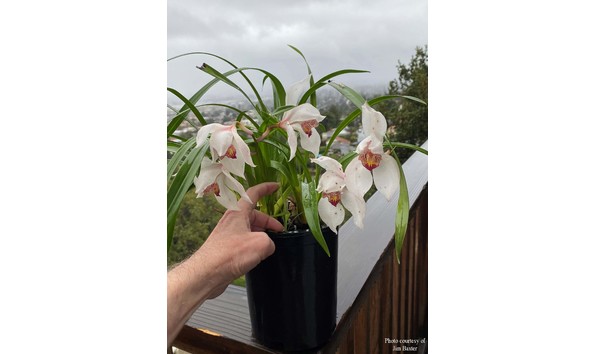 Big image cym. erythrostylum park victoria 4n img 8585flower plantcojb