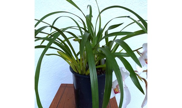 Big image cym. erythrostylum park victoria 4n img 8650plant