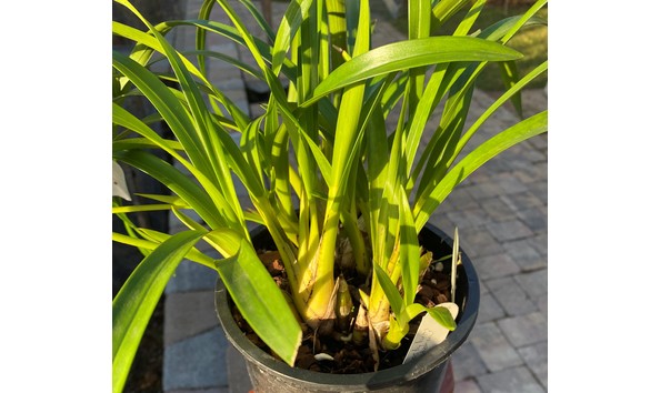 Big image cym. erythrostylum  park victoria  4n left side img 8753plant