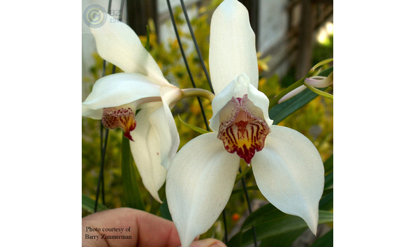 Big image cym. erythrostylum  park victoria  4n   tikitere  4n x sib.   351 cobz