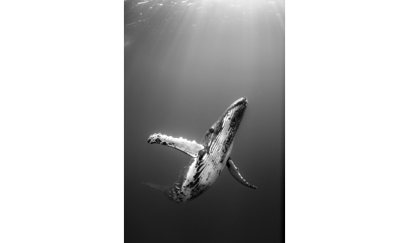 Big image screen shot 2017 12 01 at 7.33.15 pm