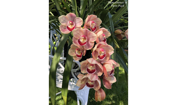 Big image cym.  jessica dubroff x mem. elizabeth dumaguin   woodside copp