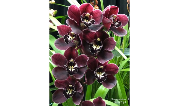 Big image cym.  dorothy rowe x scarlet beauty  replacementflowerphotocropcopp