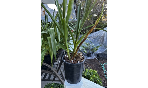 Big image cym.  dorothy rowe x ... plantimg 0063