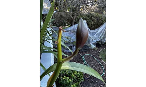 Big image cym.  dorothy rowe x ...  plantimg 0064