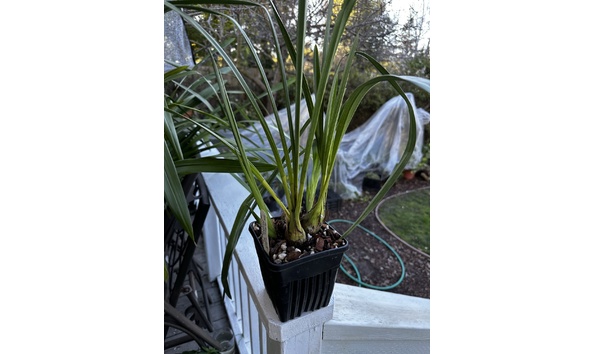 Big image cym. rothesay full peloric plant 1 img 0046