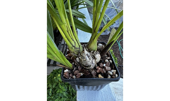 Big image cym. rothesay full peloric plant 2img 0047