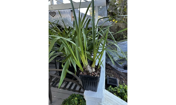 Big image cym. rothesay full peloric plant 3 0048 1 