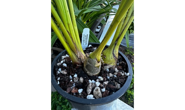 Big image cym. rothesay semi peloricimg 0104 1 plantin1gal