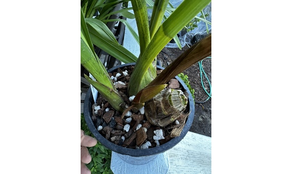 Big image cym.  dorothy rowe x ...  plant 3 img 0065