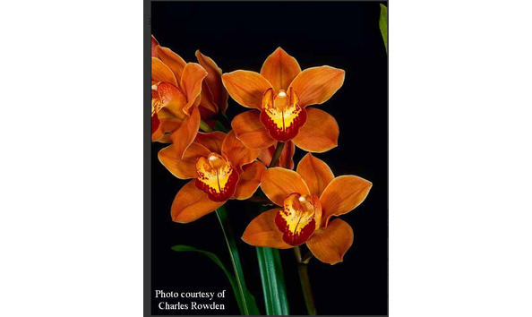 Big image cym. hazel fay  shocking   corowden 