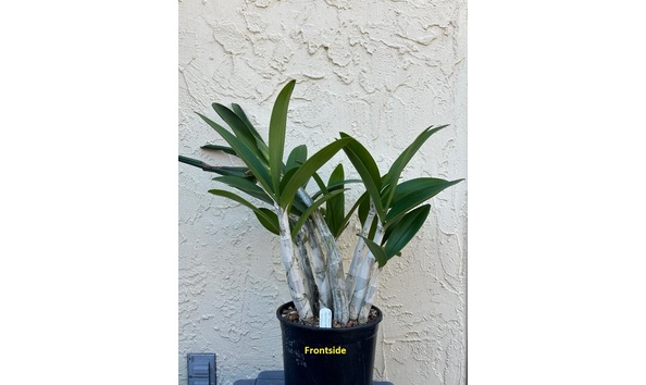 Big image dw13  frontsideplant  den. speciosum  little john  hcc aoc