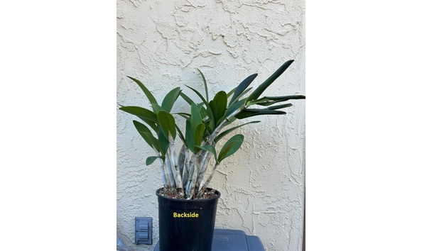 Big image dw13  backsideplant  den. speciosum  little john  hcc aoc